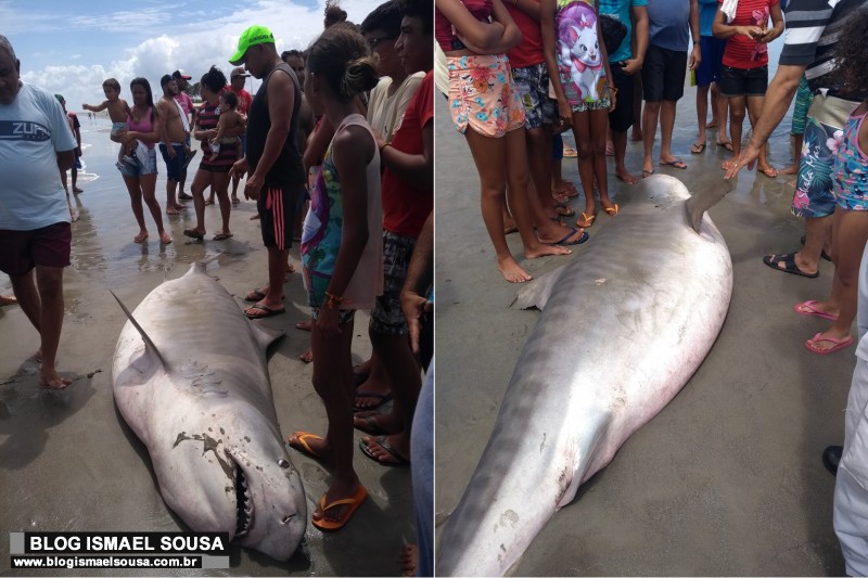 TubarÃ£o de aproximadamente 3 metros Ã© encontrado morto na Praia do Rosado