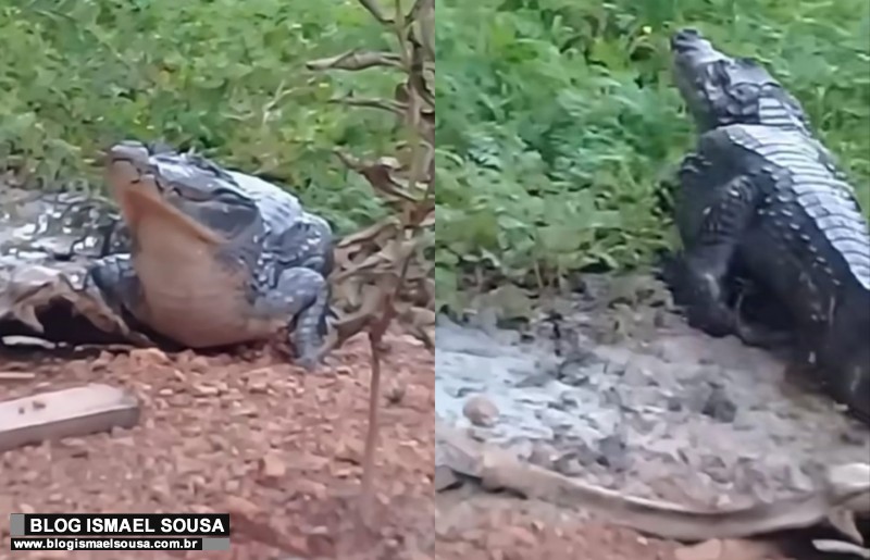 JacarÃ©s gigantes sÃ£o flagrados no Rio MossorÃ³