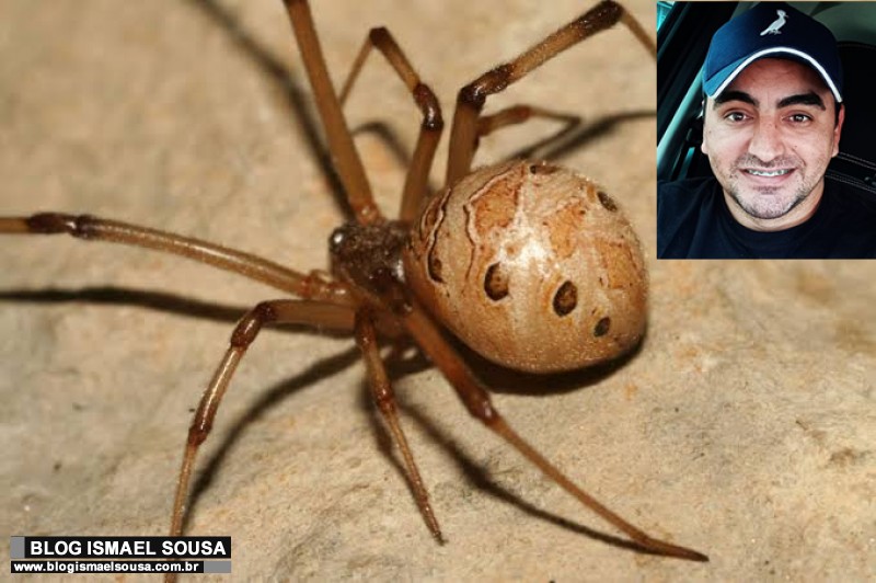 Alerta: Caso de picada de aranha Viúva-marrom é registrado no RN