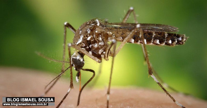 Ano de 2020 pode ter novo surto de zika, alerta MinistÃ©rio da SaÃºde