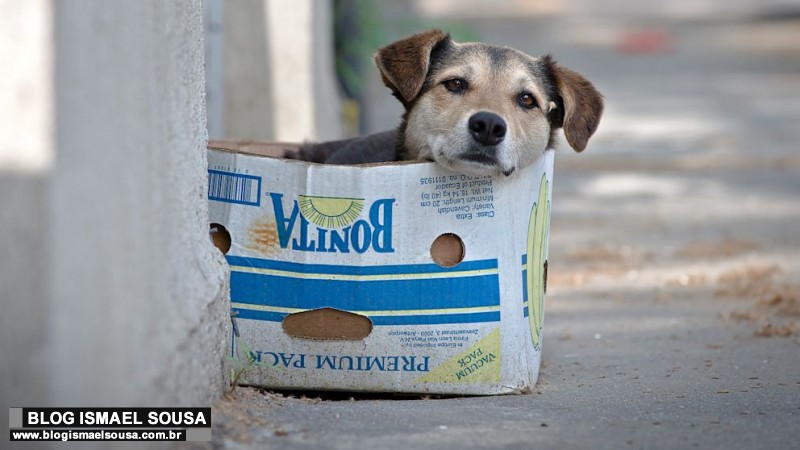 MossorÃ³ terÃ¡ Conselho Municipal de ProteÃ§Ã£o Animal