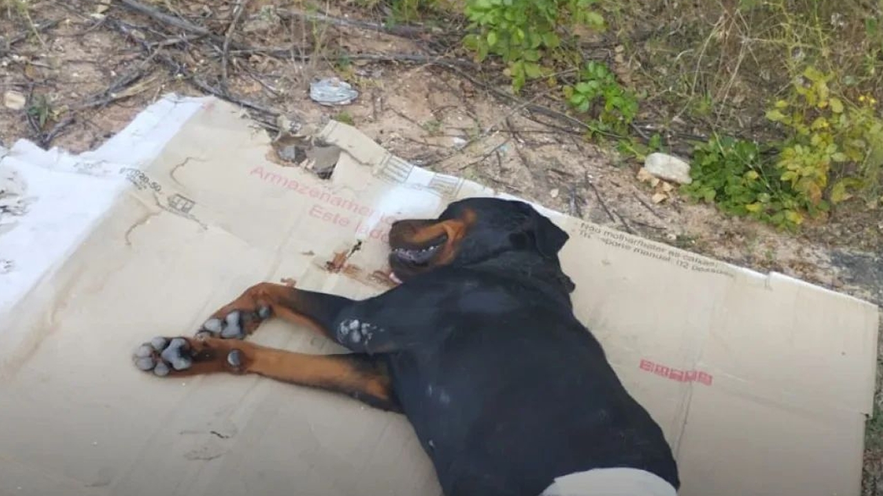 Professor de medicina veterinária da Ufersa é preso acusado de sacrificar animal em Mossoró