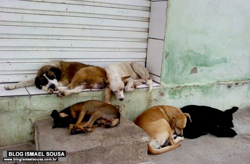 CÃ¢mara aperfeiÃ§oa CÃ³digo de ProteÃ§Ã£o Animal