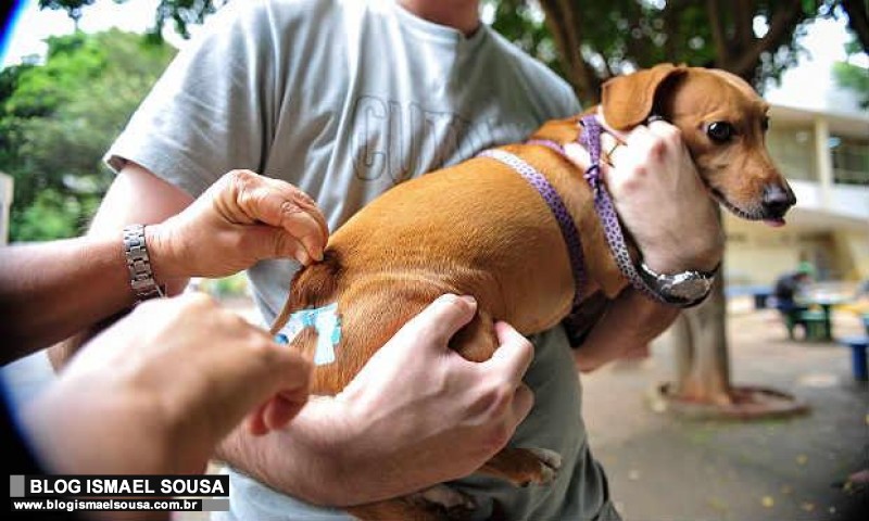 Vacina antirrÃ¡bica serÃ¡ aplicada em cÃ£es e gatos durante a Feira do Bode