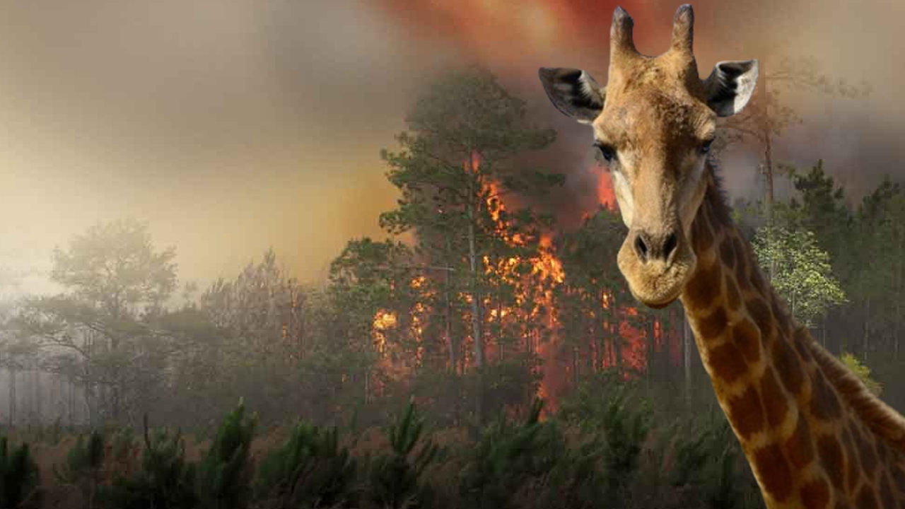 Girafas amazônicas pegam fogo nas chamas do amor ardente do Governo Lula