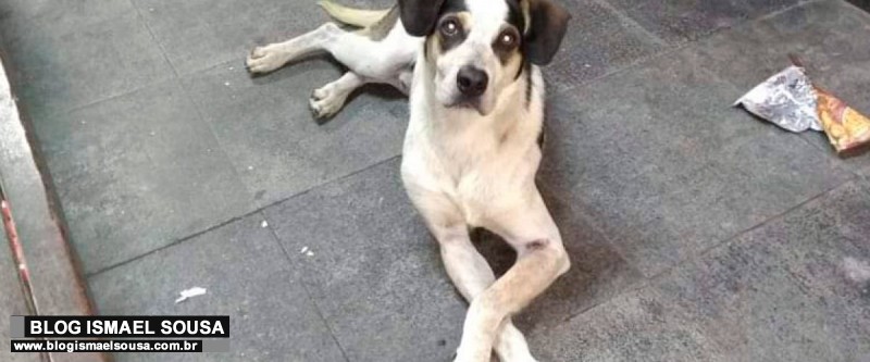 SeguranÃ§a do Carrefour admite agressÃ£o contra cachorro e fala em arrependimento