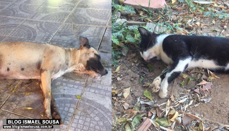 Animais sÃ£o encontrados mortos com suspeita de envenenamento em BaraÃºna