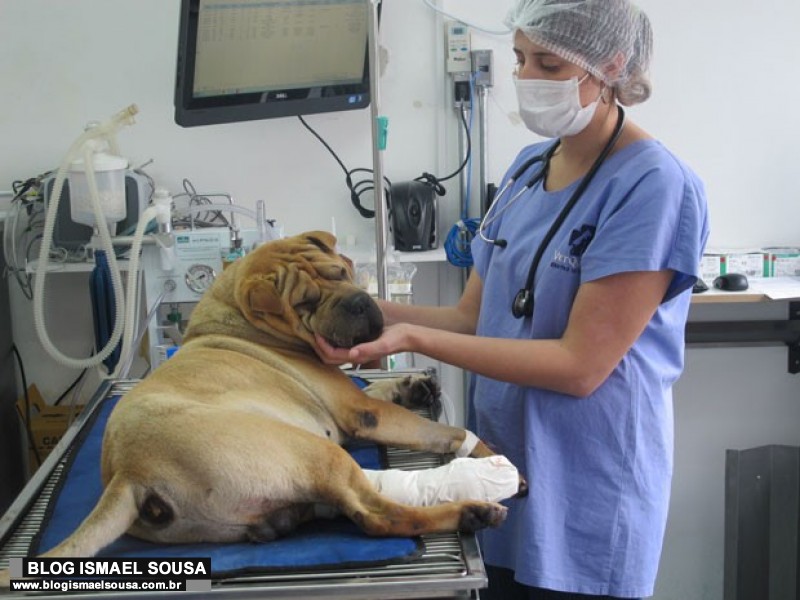 Bancada governista veta projeto que cria Hospital VeterinÃ¡rio PÃºblico de MossorÃ³