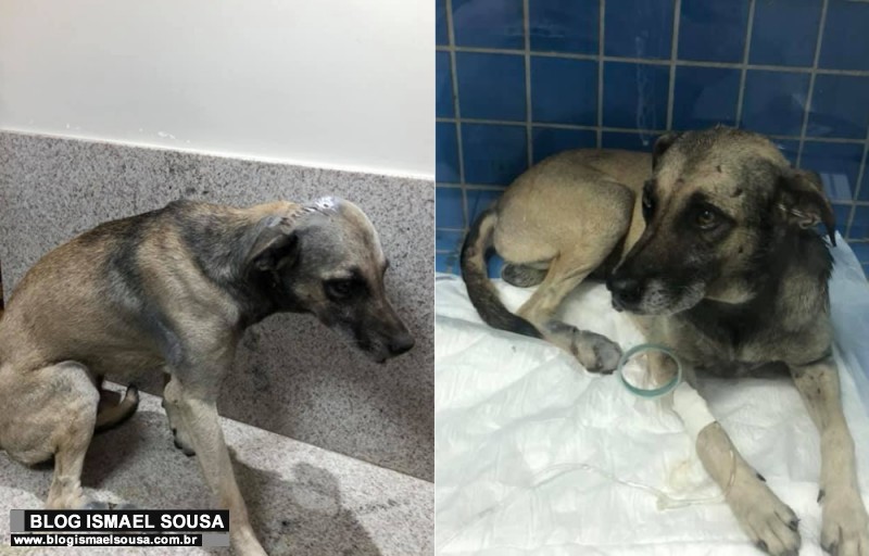Cachorro sobrevive apÃ³s ser brutalmente arrastado na zona rural de Apodi