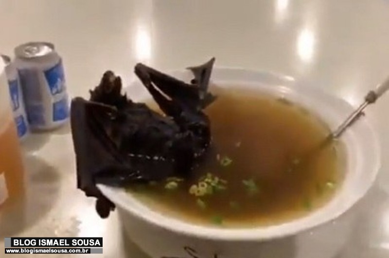 Sopa de morcego pode ter relaÃ§Ã£o com surto de coronavÃ­rus na China