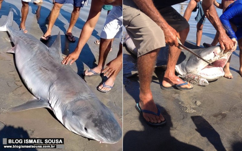 TubarÃ£o-tigre de 3 metros Ã© encontrado na praia de Ponta do Mel
