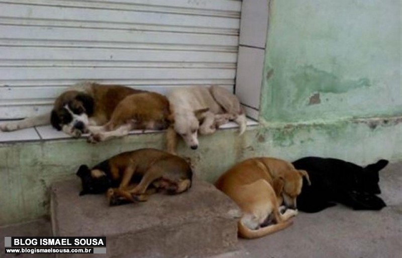 AudiÃªncia pÃºblica vai debater polÃ­ticas pÃºblicas voltadas para animais em MossorÃ³