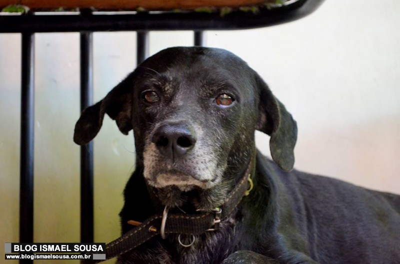 Estudante procura cÃ£o que desapareceu apÃ³s se assustar com bomba junina