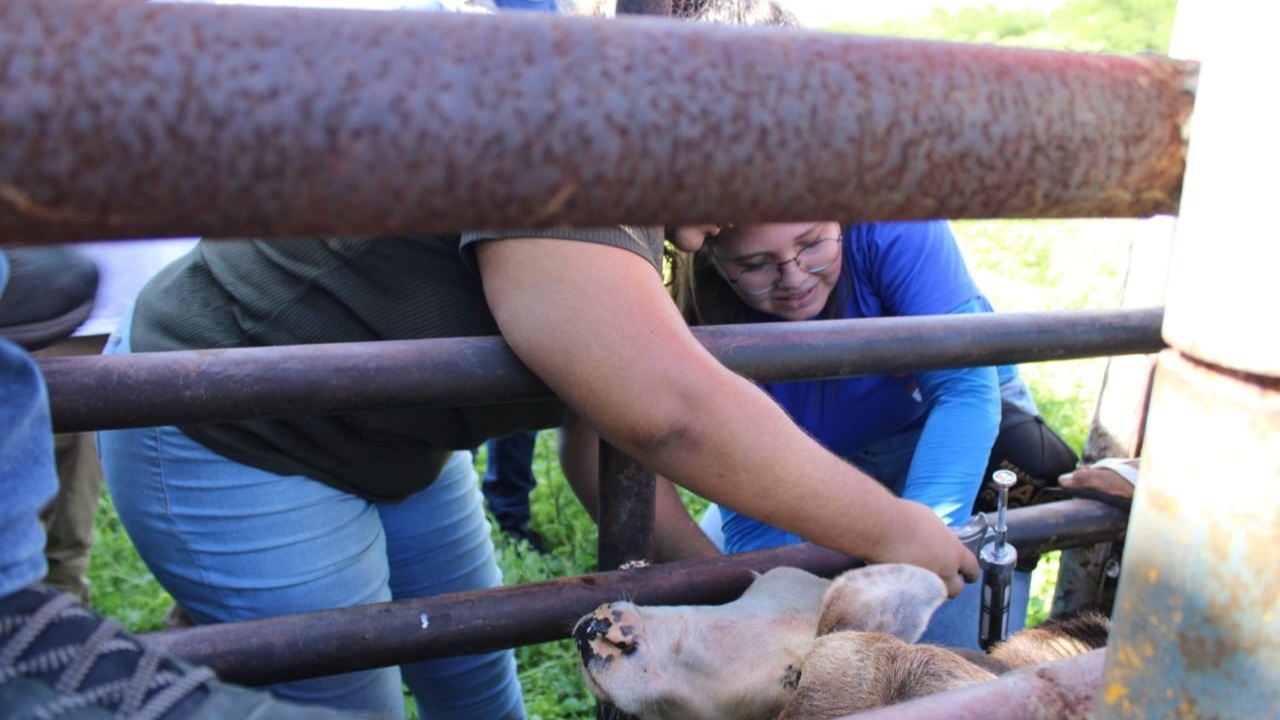 Mossoró imuniza aproximadamente 4,5 mil animais contra a febre aftosa em 11 dias