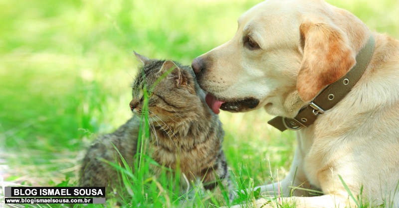 Senado aprova atÃ© 5 anos de reclusÃ£o para quem maltratar cÃ£es e gatos