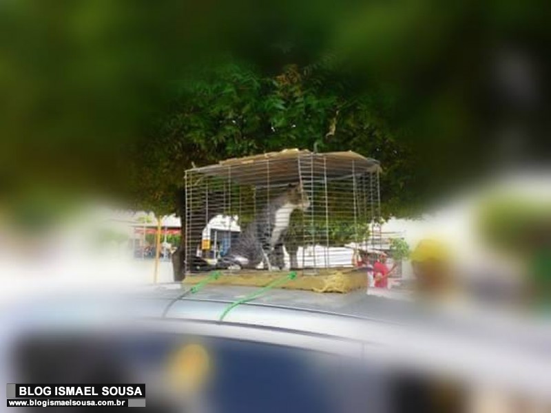 Gato Ã© enjaulado e usado como provocaÃ§Ã£o contra adversÃ¡rio polÃ­tico em Felipe Guerra