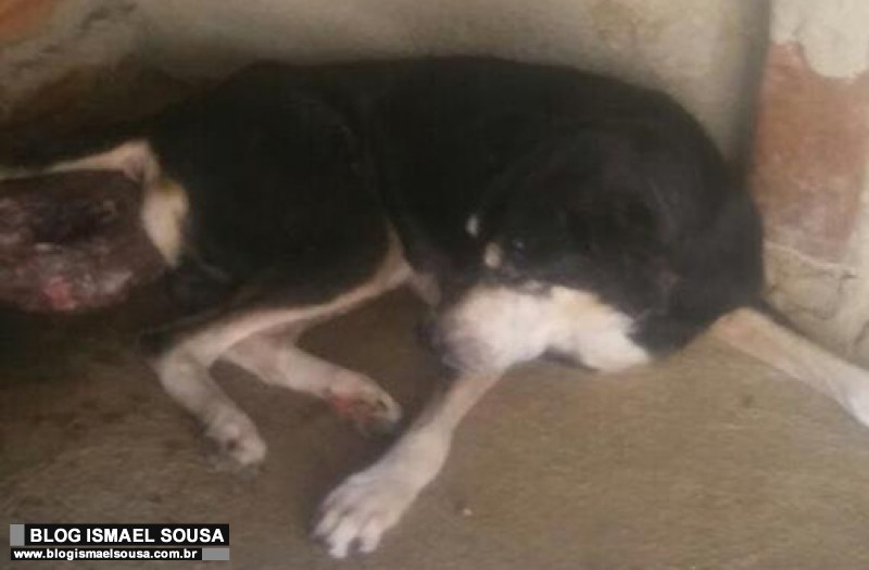 Campanha busca ajuda para tratamento de cÃ£o com tumor grave