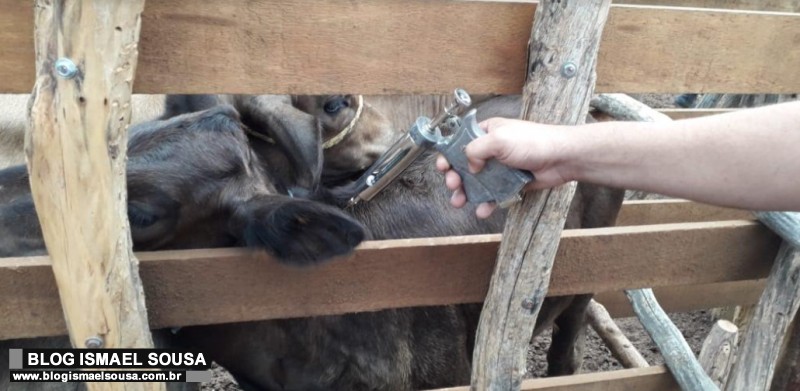 Prefeitura inicia imunizaÃ§Ã£o de animais contra a Febre Aftosa
