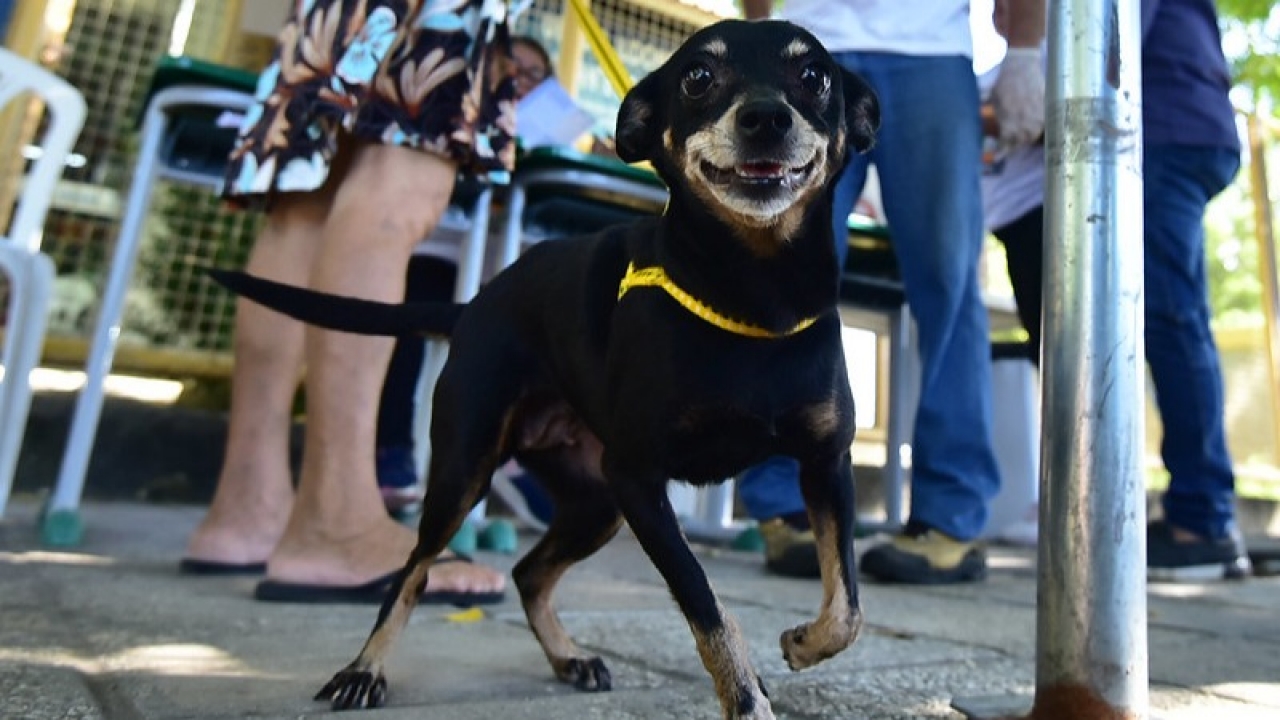 Mossoró inicia Campanha de Vacinação Antirrábica em cães e gatos