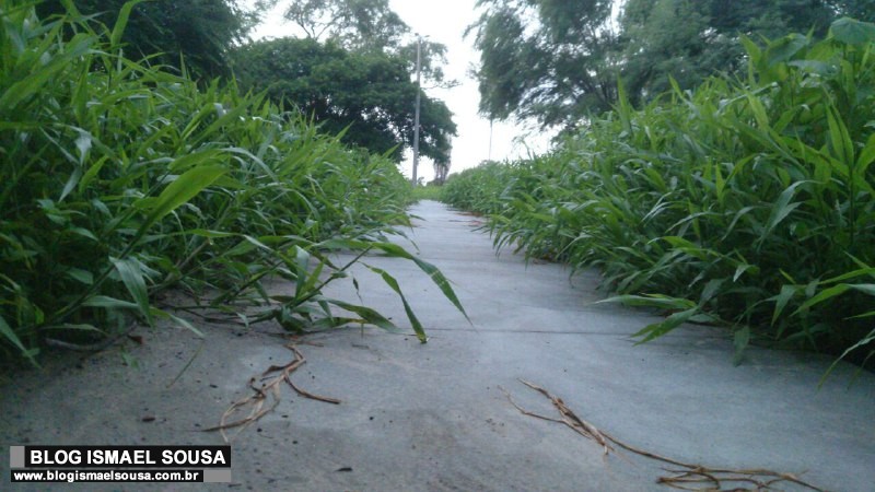 Frequentadores do Parque Municipal reclamam de abandono: "muito mato, lama e atÃ© cobras"