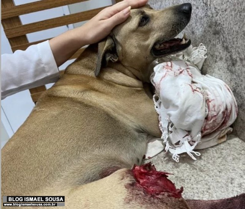 Cachorro atropelado precisa de ajuda para realizar cirurgia