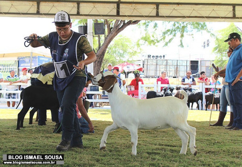 Festa do Bode deve receber 60 mil pessoas durante os trÃªs dias de evento