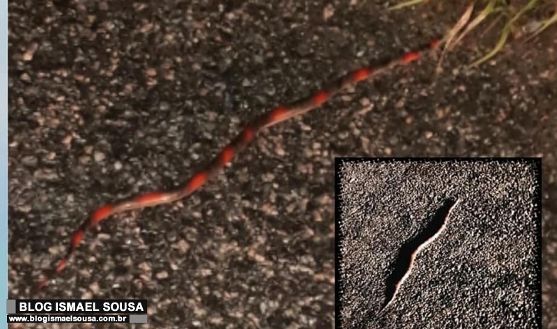 Cobra coral Ã© capturada pela Guarda Municipal em residÃªncia no Alto de SÃ£o Manoel