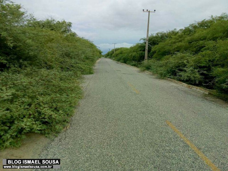VegetaÃ§Ã£o cobre pista entre Tibau e Grossos e aumenta risco de acidentes