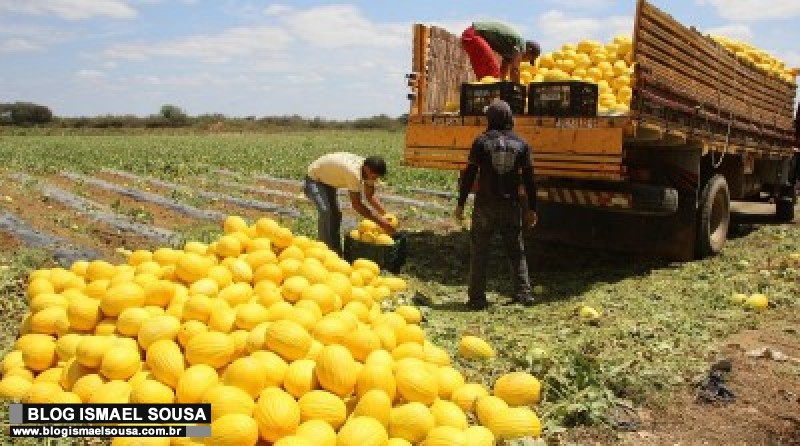 Surto de coronavÃ­rus atrapalha inÃ­cio das exportaÃ§Ãµes de melÃ£o para a China