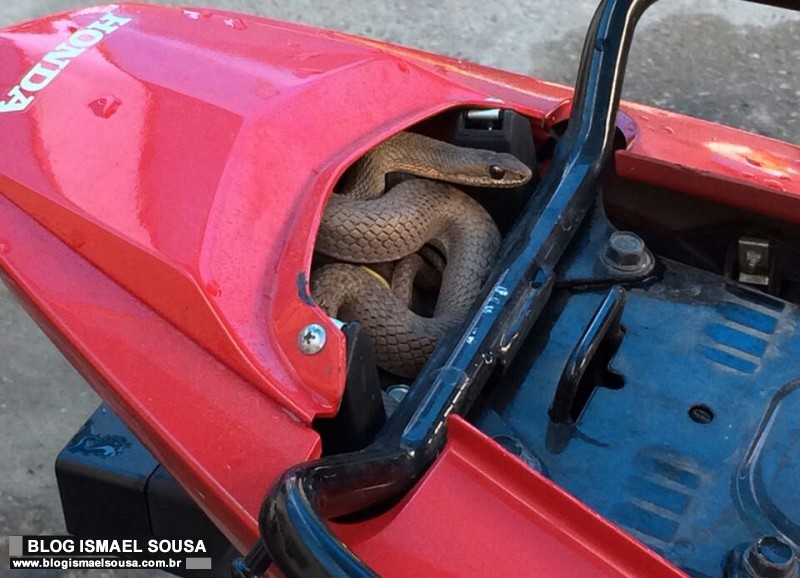VÃDEO - Homem encontra cobra escondida no banco de moto, em MossorÃ³