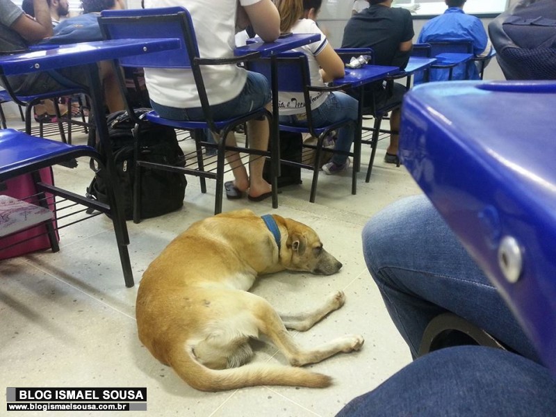 FOTO: Cachorro "assiste" a aula na Ufersa