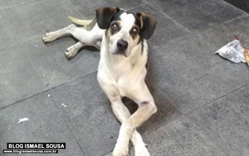 CÃ¢mara de MossorÃ³ promulga leis em defesa da causa animal