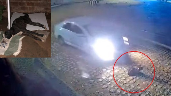 Crueldade: Cão é atropelado em Mossoró e resgate mobiliza solidariedade
