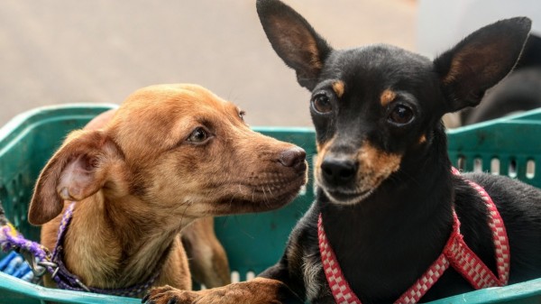 Prefeitura de Mossoró contrata clínica para realização de castração de cães e gatos