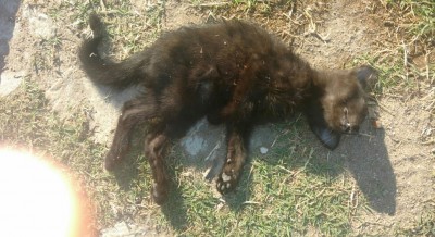 Moradores do Costa e Silva denunciam envenenamento de vÃ¡rios gatos 