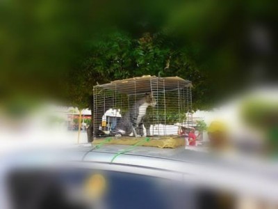 Gato Ã© enjaulado e usado como provocaÃ§Ã£o contra adversÃ¡rio polÃ­tico em Felipe Guerra