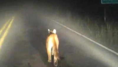 Boato sobre leÃ£o solto nas ruas de MossorÃ³ movimenta a internet