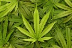 JustiÃ§a Federal do RN libera importaÃ§Ã£o de sementes de cannabis para fins medicinais