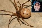 Alerta: Caso de picada de aranha Viúva-marrom é registrado no RN