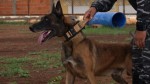 Fake news: Cão 'Fúria' não foi abatido por um Tejo
