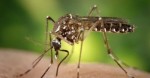 Ano de 2020 pode ter novo surto de zika, alerta MinistÃ©rio da SaÃºde