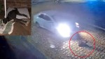 Crueldade: Cão é atropelado em Mossoró e resgate mobiliza solidariedade