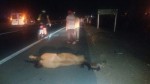 Motorista atropela e mata cavalo na BR-304 em MossorÃ³