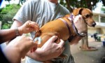 Vacina antirrÃ¡bica serÃ¡ aplicada em cÃ£es e gatos durante a Feira do Bode