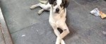 SeguranÃ§a do Carrefour admite agressÃ£o contra cachorro e fala em arrependimento