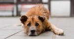 Ansiedade, depressão e autoflagelo em PETs - Como diferenciar e buscar ajuda