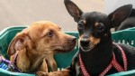 Prefeitura de Mossoró contrata clínica para realização de castração de cães e gatos