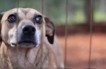 ONG promove feira de adoÃ§Ã£o para ajudar animais resgatados das ruas