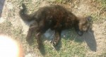Moradores do Costa e Silva denunciam envenenamento de vÃ¡rios gatos 
