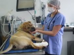 Bancada governista veta projeto que cria Hospital VeterinÃ¡rio PÃºblico de MossorÃ³